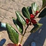 Ilex cornuta Blatt