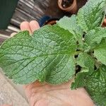 Borago officinalisFolla