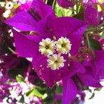 Bougainvillea spectabilis Flower