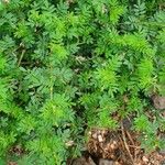 Indigofera brevicalyx Leaf