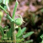 Medicago scutellata Bark