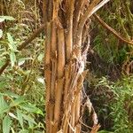 Cyathea glauca Bark