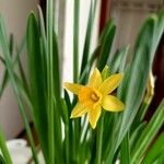 Narcissus jonquillaফুল