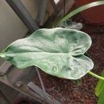 Alocasia cucullata Листок