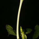 Ipomoea alba Frucht