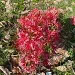 Lycoris radiata Blomst