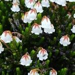 Cassiope mertensiana फूल