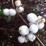 Symphoricarpos albus 果實