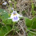 Craterostigma hirsutum Hábito