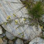 Genista anglica Habitus