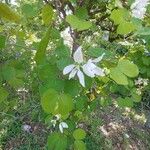 Bauhinia lunarioides Blüte