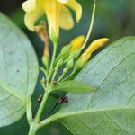 Gelsemium elegans Blüte