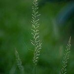 Sporobolus pyramidalis Flower