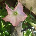 Brugmansia suaveolens花