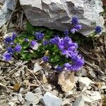 Polygala alpina Hábito