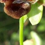 Ophrys sphegodes Květ