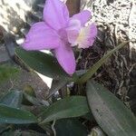 Cattleya loddigesii