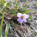 Alophia silvestris Flower