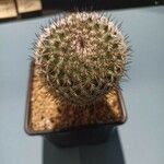 Mammillaria haageana Foglia