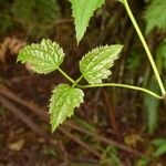 Clematis mauritiana Leaf