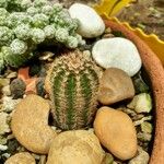 Echinocereus pectinatus Fuelha