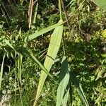 Phragmites australisList