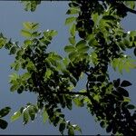 Juglans mandshurica बार्क (छाल)