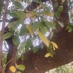 Celtis africana Folio