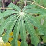 Manihot grahamii Leaf