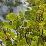 Arctostaphylos patula 整株植物