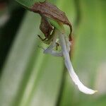 Crinum × powellii Flower