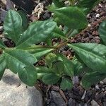 Talinum paniculatum Leaf