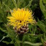 Centaurea macrocephala Květ