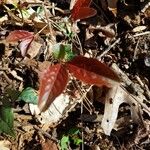 Viburnum nudum Folha