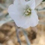 Convolvulus oxyphyllus Kwiat