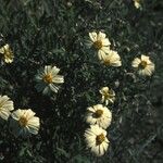 Zinnia acerosa Blodyn