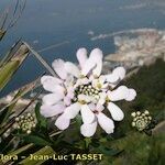 Iberis gibraltarica Blüte