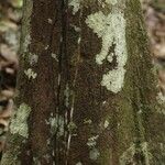 Pouteria engleri Bark