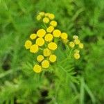 Tanacetum vulgareFlower