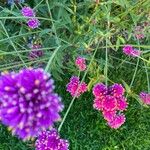 Gomphrena globosa Blüte