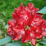 Rhododendron ferrugineum 花
