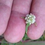 Spermacoce verticillata Flower