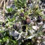 Cynoglossum magellense Fruto