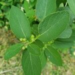 Lonicera tatarica Blatt