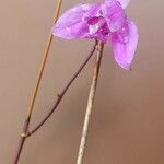 Domingoa purpurea Květ