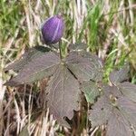 Clematis alpina Flower