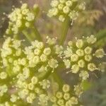 Crithmum maritimum花