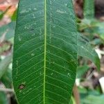 Lithraea molleoides Hoja