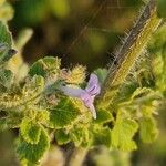 Mesosphaerum suaveolens Flower