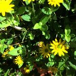 Sanvitalia procumbens Mosusu